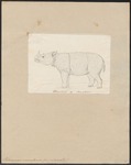 Sumatran rhinoceros (Dicerorhinus sumatrensis)