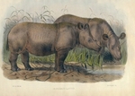 Sumatran rhinoceros (Dicerorhinus sumatrensis)