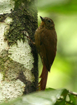 wedge-billed woodcreeper (Glyphorynchus spirurus)