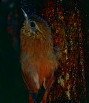 wedge-billed woodcreeper (Glyphorynchus spirurus)