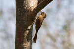 wedge-billed woodcreeper (Glyphorynchus spirurus)