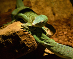 emerald tree monitor (Varanus prasinus)