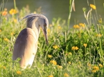 squacco heron (Ardeola ralloides)