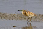 squacco heron (Ardeola ralloides)