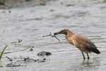 squacco heron (Ardeola ralloides)