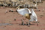 squacco heron (Ardeola ralloides)