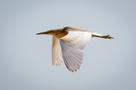 squacco heron (Ardeola ralloides)