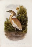 squacco heron (Ardeola ralloides)