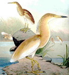 squacco heron (Ardeola ralloides)