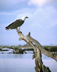 white-bellied sea eagle (Haliaeetus leucogaster)