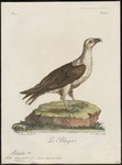 white-bellied sea eagle (Haliaeetus leucogaster)