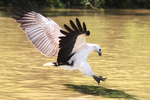 white-bellied sea eagle (Haliaeetus leucogaster)