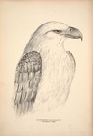 white-bellied sea eagle (Haliaeetus leucogaster)