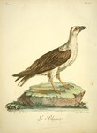 white-bellied sea eagle (Haliaeetus leucogaster)