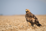 eastern imperial eagle (Aquila heliaca)