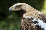 eastern imperial eagle (Aquila heliaca)