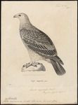 eastern imperial eagle (Aquila heliaca)