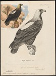 eastern imperial eagle (Aquila heliaca)