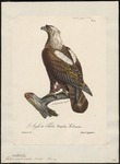 eastern imperial eagle (Aquila heliaca)