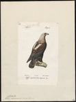 eastern imperial eagle (Aquila heliaca)