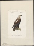 eastern imperial eagle (Aquila heliaca)