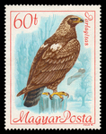 eastern imperial eagle (Aquila heliaca)