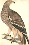 eastern imperial eagle (Aquila heliaca)