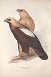 eastern imperial eagle (Aquila heliaca)