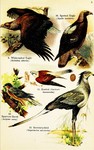 ... (Falco tinnunculus), Eurasian sparrowhawk (Accipiter nisus), secretarybird (Sagittarius serpent...