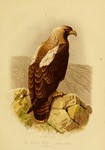 eastern imperial eagle (Aquila heliaca)