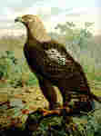 eastern imperial eagle (Aquila heliaca)