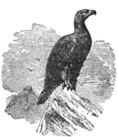 eastern imperial eagle (Aquila heliaca)