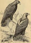 eastern imperial eagle (Aquila heliaca)