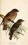 sooty flycatcher (Muscicapa infuscata)