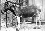 quagga (Equus quagga quagga)