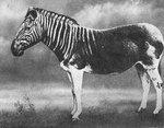 quagga (Equus quagga quagga)