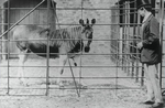 quagga (Equus quagga quagga)