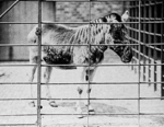 quagga (Equus quagga quagga)