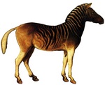 quagga (Equus quagga quagga)