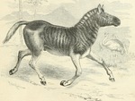 quagga (Equus quagga quagga)