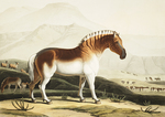 quagga (Equus quagga quagga)