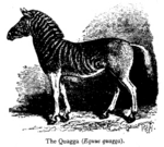 quagga (Equus quagga quagga)