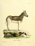 quagga (Equus quagga quagga)