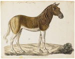 quagga (Equus quagga quagga)