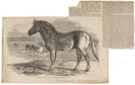 quagga (Equus quagga quagga)