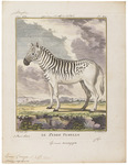 quagga (Equus quagga quagga)