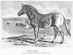 quagga (Equus quagga quagga)