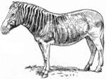 quagga (Equus quagga quagga)