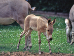 Somali wild ass (Equus africanus somaliensis)