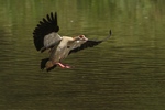 Egyptian goose (Alopochen aegyptiaca)